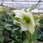 Helleborus orientalis 'PRETTY ELLEN White' - Nieskruid