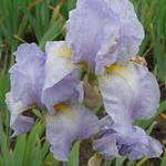 Iris germanica 'Galilee' - Baardiris, zwaardiris
