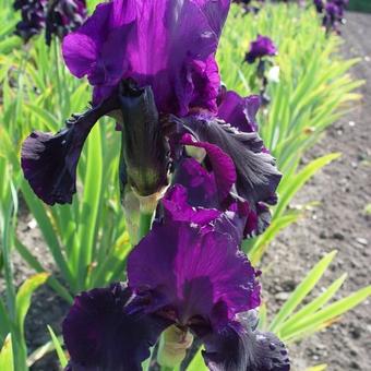Iris germanica 'Licorice Stick'