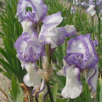 Iris germanica 'Mme Chereau'