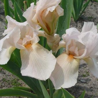 Iris germanica 'Pink Cameo'