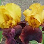 Iris germanica 'Supreme Sultan' - Baardiris, zwaardiris