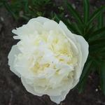 Paeonia lactiflora 'Duchesse de Nemours' - Pioen