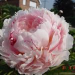Paeonia lactiflora 'Sarah Bernhardt' - Pioen - Paeonia lactiflora 'Sarah Bernhardt'