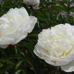 Paeonia lactiflora 'Shirley Temple' - Pioen