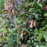 Phygelius x rectus 'Jodie Southon' - Kaapse Fuchsia
