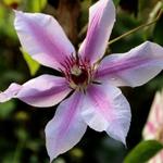 Clematis 'Nelly Moser' - Bosrank - Clematis 'Nelly Moser'