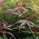Acer palmatum 'Jerre Schwartz' - Japanse esdoorn
