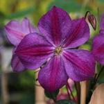 Clematis  'Star of India' - Bosrank