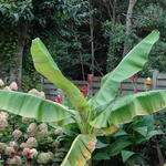 Musa sikkimensis - Banaan