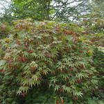 Acer palmatum 'Chitose-yama' - Japanse esdoorn