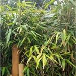 Pseudosasa japonica - Japanse bamboe, Schijnbamboe, Sjalotbamboe