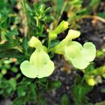 Salvia greggii 'Sungold' - Salie, Herfstsalie
