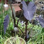 Colocasia esculenta 'Black Magic' - Zwarte Taro, Olifantsoor