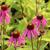 Echinacea purpurea 'Kim's Knee High'