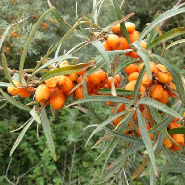 rommel te rechtvaardigen avontuur Duindoorn - Hippophae rhamnoides - Haagplanten - Planten online kopen |  Tuinadvies