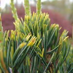 Pinus parviflora 'Fukai' - Japanse dwergpijnboom