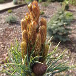 Pinus parviflora 'Fukuzumi' - Japanse witte den