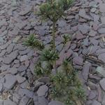 Pinus parviflora 'Beran' - Japanse witte den