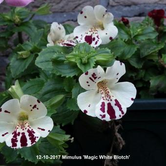 Mimulus 'Magic White Blotch'