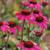 Echinacea purpurea 'Amazing Dream'