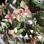 Trachelospermum jasminoides 'Tricolor' - Toscaanse Jasmijn,Sterjasmijn