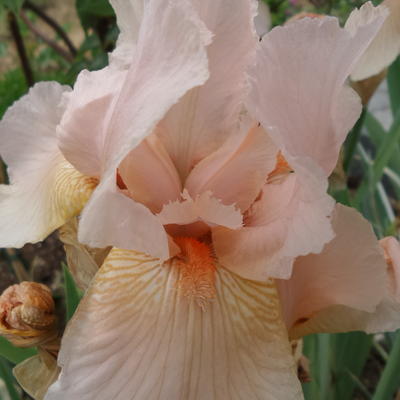 Baardiris, zwaardiris - Iris germanica 'Constant Wattez'