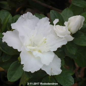 Rhododendron/Azalea