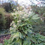 Vingerplant - Fatsia japonica 'Spider's Web'