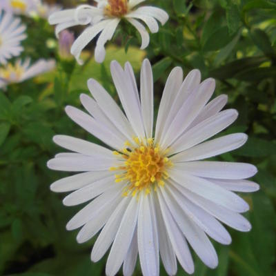 Aster - Aster