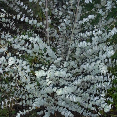 Koortsboom - Eucalyptus gunnii 'Azura'