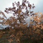 Quercus petraea - Wintereik