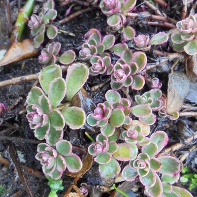 Kaukasische muurpeper, roze vetkruid - Sedum spurium 'Variegatum'