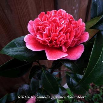 Camellia japonica 'Volunteer'
