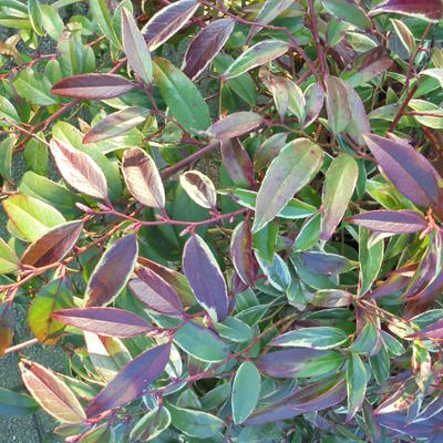 Druifheide - Leucothoe fontanesiana 'Rainbow'