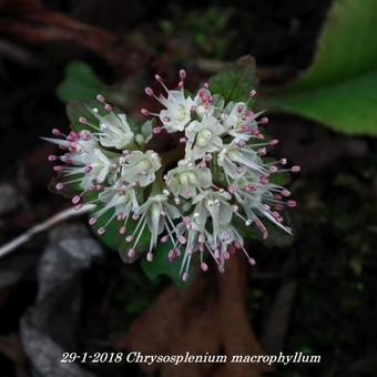 Chrysosplenium macrophyllum