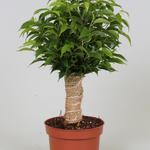 Ficus benjamina - Treurvijg