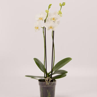Phalaenopsis 'Tropic Snow'
