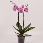 Phalaenopsis 'Babylon' - Vlinderorchidee