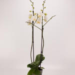 Phalaenopsis 'Ikaria' - Vlinderorchidee
