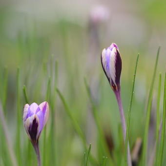 Crocus minimus 'Spring Beauty'