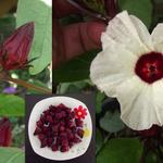 Hibiscus sabdariffa - Hibiscus 'Sweet tea', Roselle, Jamaica-plant, Abessijnse roos