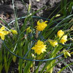 Narcissus x odorus 'Plenus' - Narcis