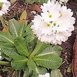 Kogelprimula / bolprimula - Primula denticulata 'Alba'