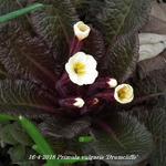 Primula vulgaris 'Drumcliffe' - Sleutelbloem, Stengelloze sleutelbloem