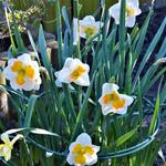 Narcissus 'Tricollet' - Narcis, Spleetkronige narcis