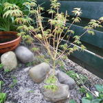 Acer palmatum 'Bi-hoo' - Japanse esdoorn