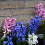 Hyacinthus orientalis 'Delight' - Hyacint