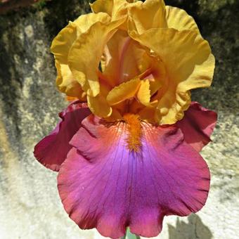 Iris germanica 'Gala Madrid'