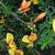 Cytisus x boskoopii 'Apricot Gem'
